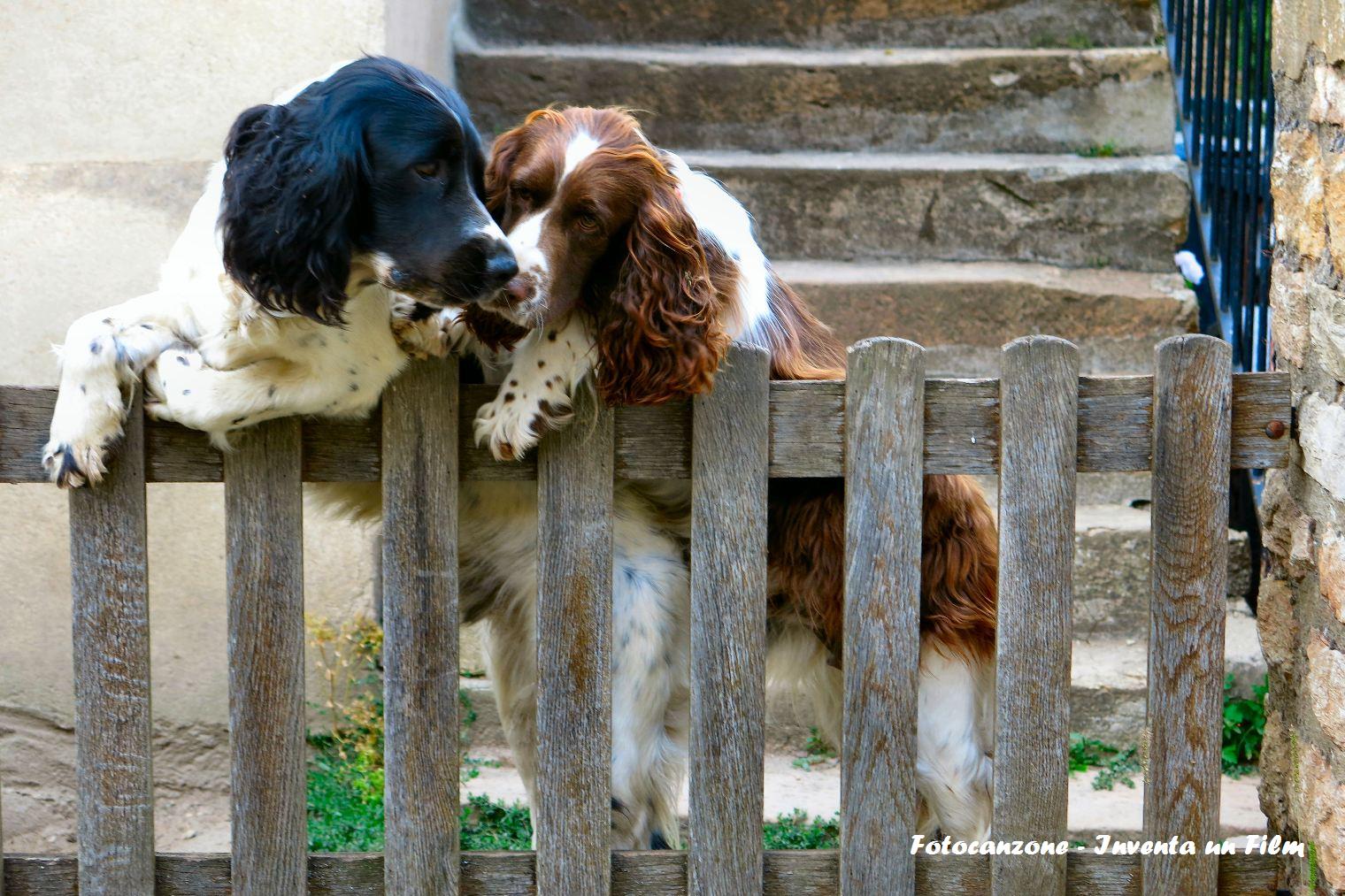 Fotocanzone, L'amico è, Cinzia Iacono