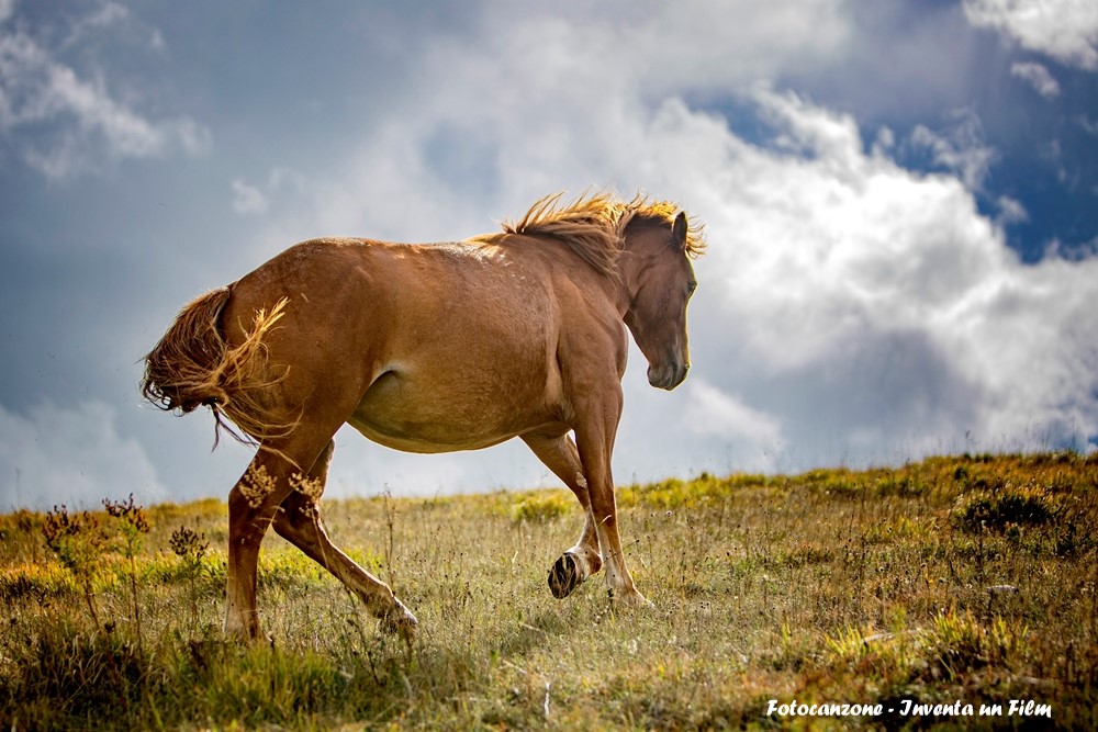 Fotocanzone 2023, Inventa un Film, Lenola, Impressioni di settembre, Un cavallo tende il collo verso il prato, Marco Della Pasqua